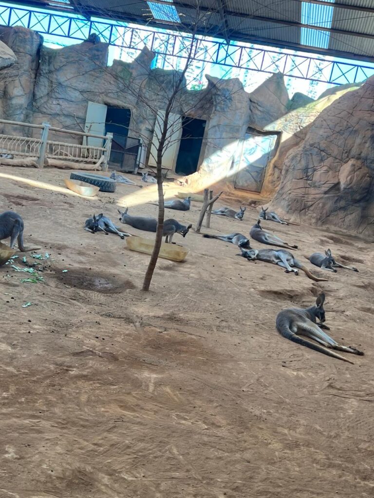 Setor dos cangurus da Austrália no Aquário de São Paulo