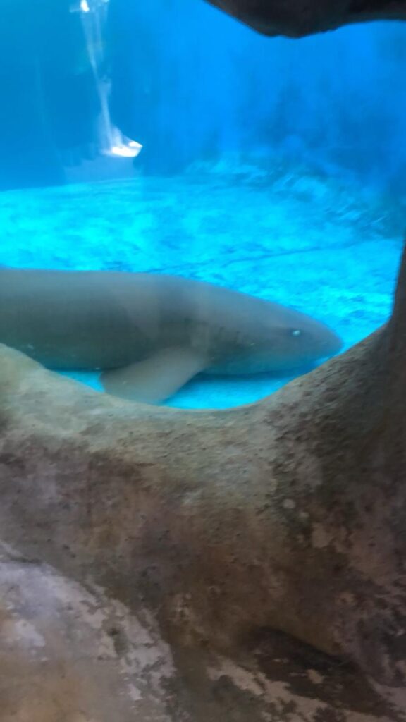 tubarão no projeto tamar na praia do forte na bahia