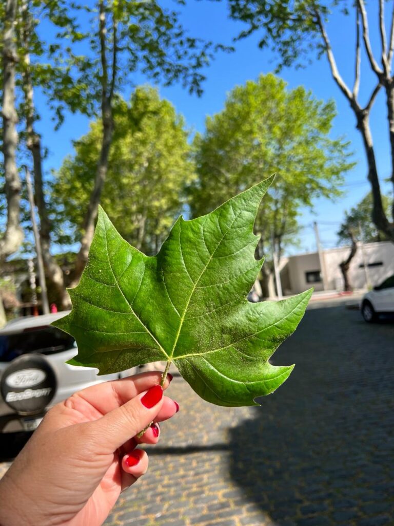 FOLHA DAS ARVORES VERDES DE COLONIA DE SACRAMENTO URUGUAI