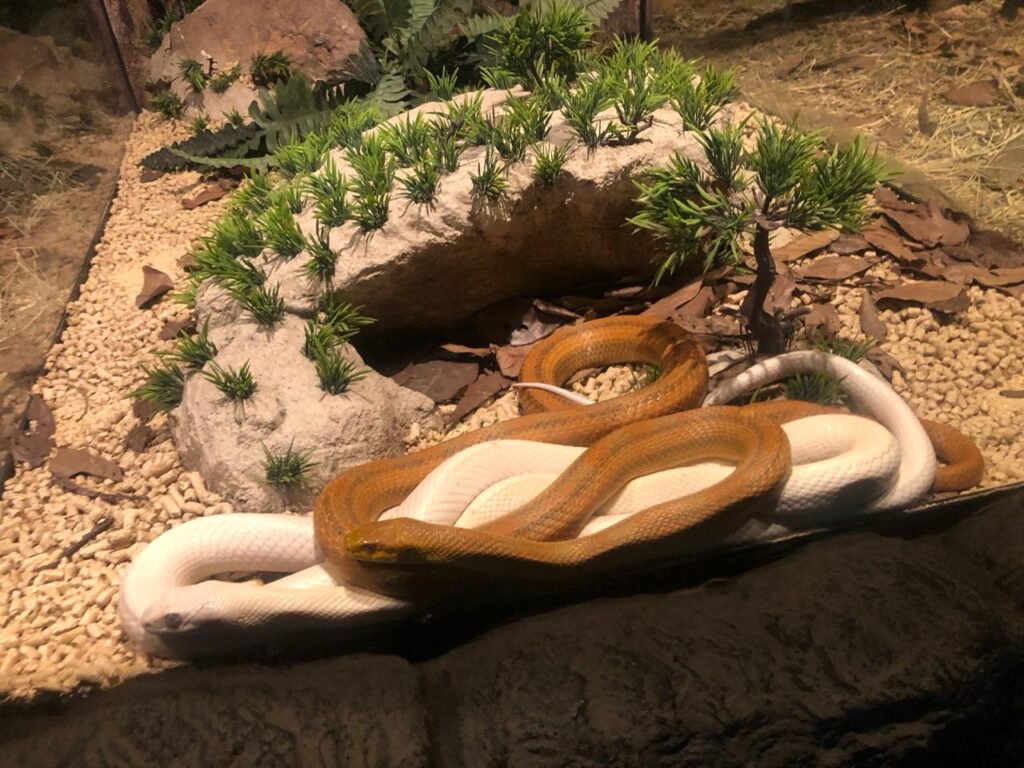 cobras no zoologico de maragogi