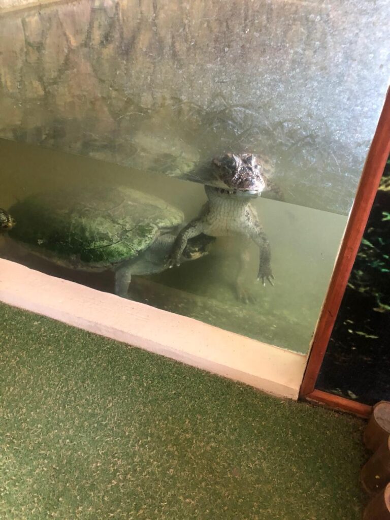 jacare no zologico de maragaogi