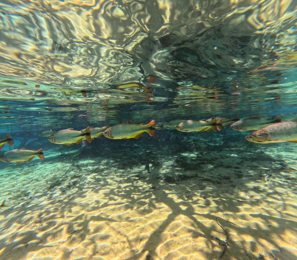 flutuação do rio da prata em bonito ms