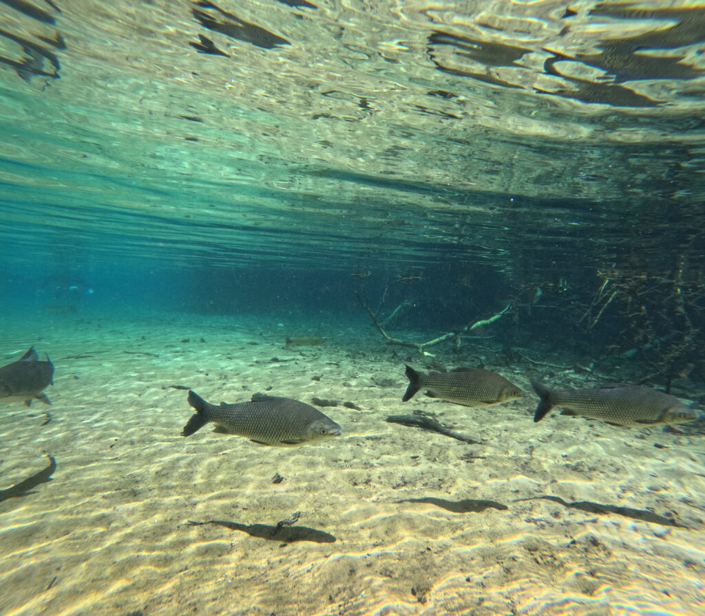 FLUTUAÇÃO NO RIO DA PRATA EM BONITO MS 