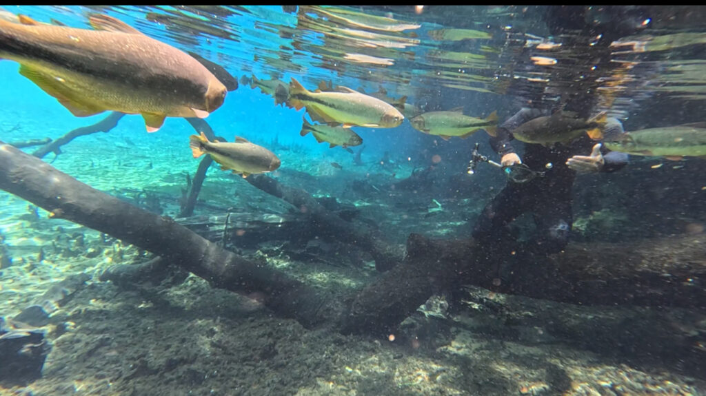flutuação do rio da pratao em bonito ms 