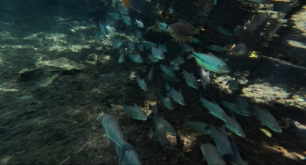 peixes no rio da prata em bonito ms 