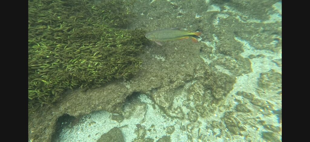 flutuação no rio sucuri em bonito ms