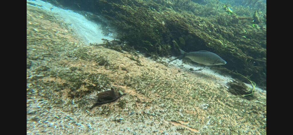 peixes na flutuação do rio sucuri em bonito ms 