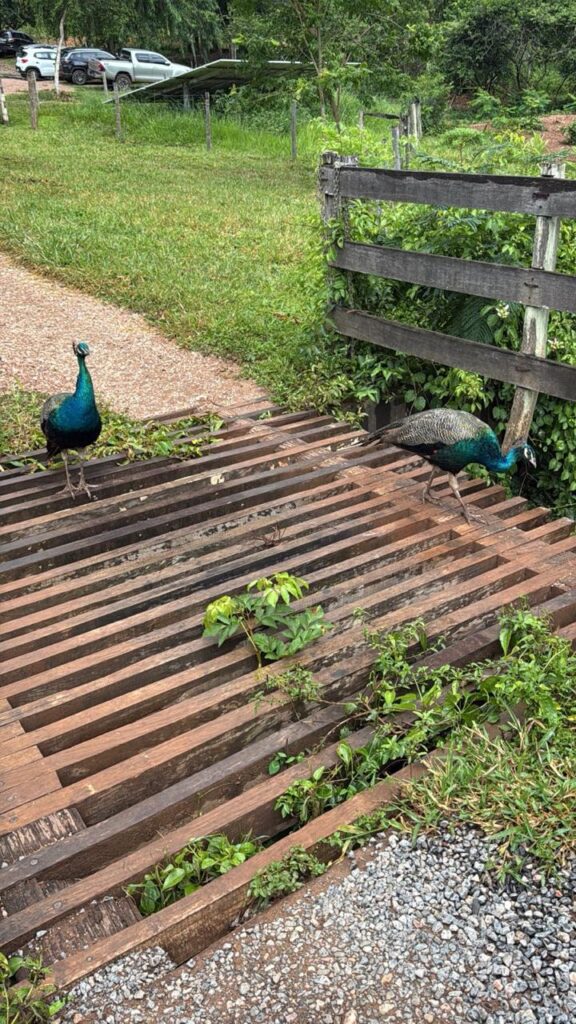fazenda estância mimosa 